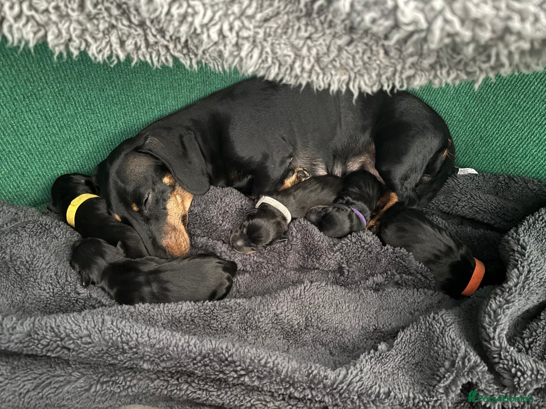 Miniature Dachshund dogs for sale: 5 miniature black & tan smooth haired dachshunds  - Image 4