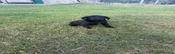Labrador Retriever dogs for sale: Black Labrador puppies. in York - Advert 2