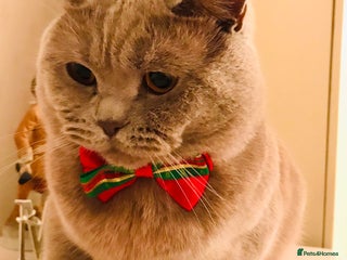 Scottish Fold cats in Boston - Advert 13