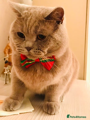 Scottish Fold cats Scottish Fold (Straight) male for stud in Boston - Advert 2