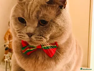 Scottish Fold cats Scottish Fold (Straight) male for stud in Boston - Advert 1