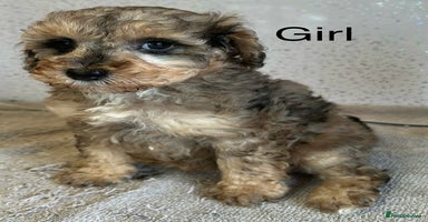 Shihpoo dogs - Advert 2