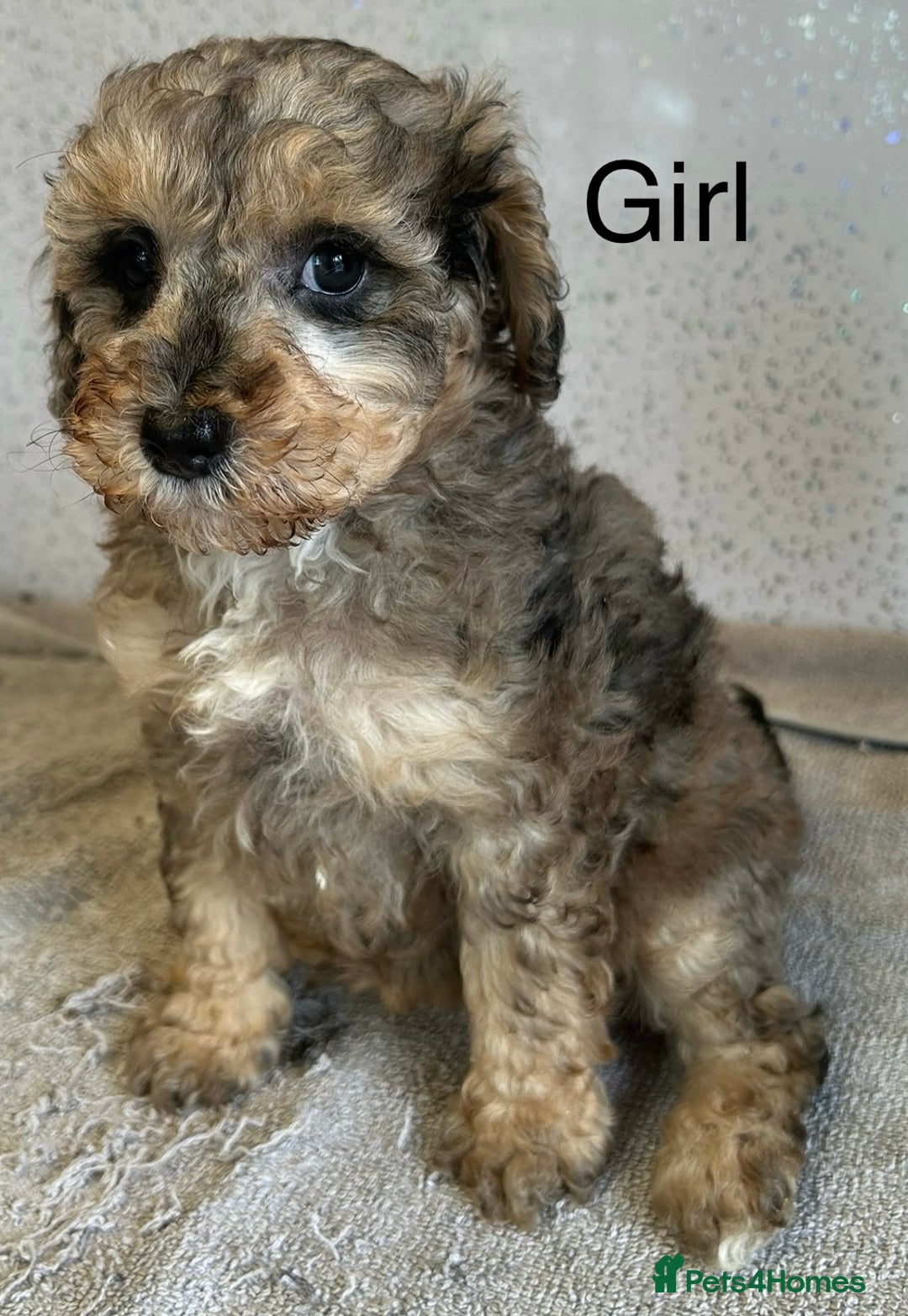 Shihpoo dogs for sale: Stunning shihpoo puppies - Image 2