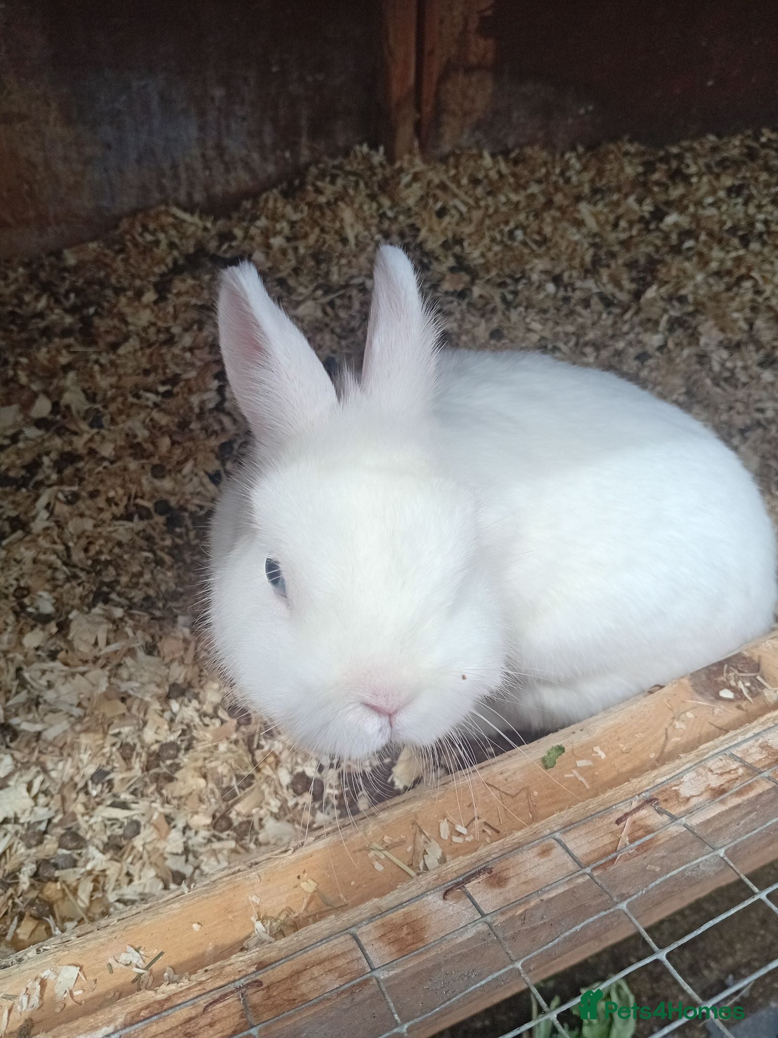 Netherland Dwarf rabbits Netherland dwarf young adults  - Advert 2