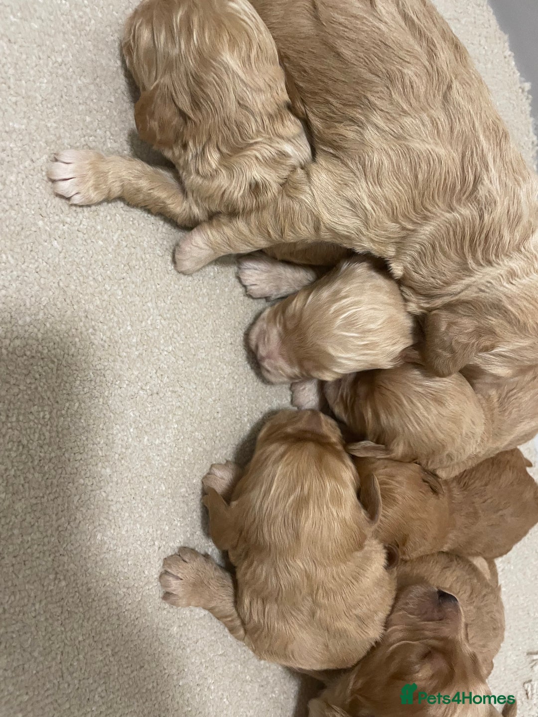 Cockapoo dogs for sale: Pra clear f1 cockpoo - Image 11