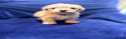 Poochon dogs for sale: Toy poodle/bichon - Advert 6