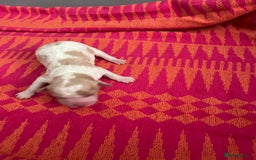 Cavapoo dogs for sale: Beautiful Cavapoo puppies  - Image 7