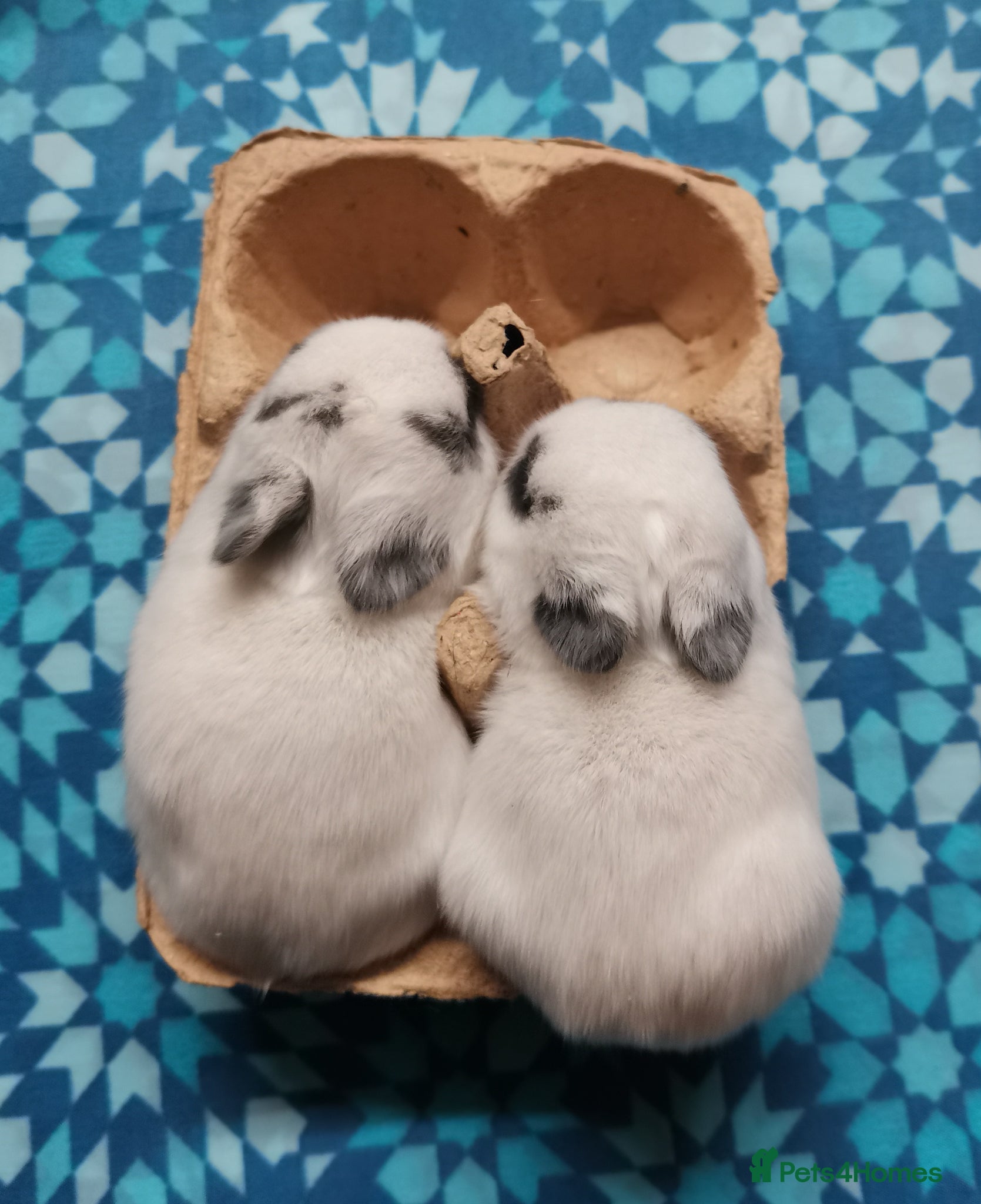 Netherland Dwarf rabbits Baby Netherland Dwarf with mother - Advert 11