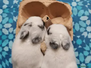 Netherland Dwarf rabbits Baby Netherland Dwarf with mother - Advert 11