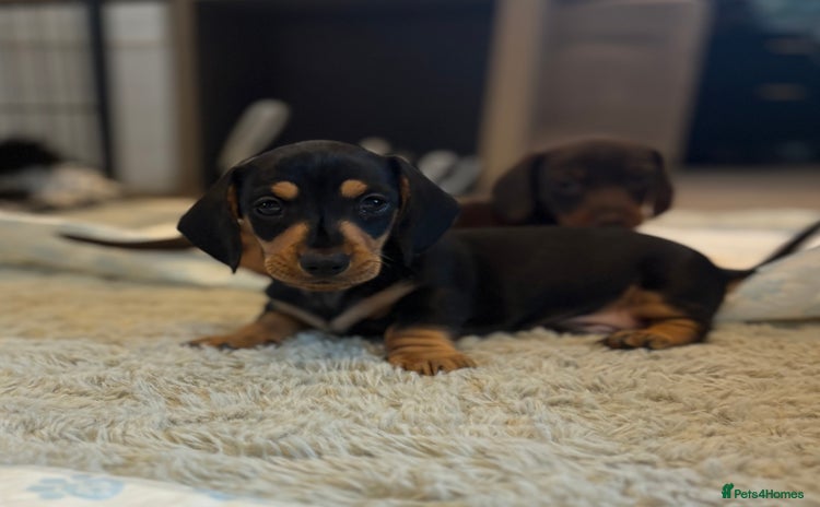Miniature Dachshund dogs - Advert 4