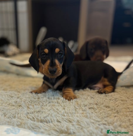 Miniature Dachshund dogs - Advert 3