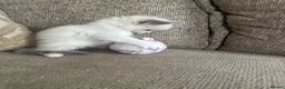 Ragdoll cats for sale: Stunning ragdoll babies for sale  - Advert 15