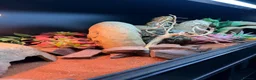 Bearded Dragon reptiles for sale: Bearded dragon in Mansfield - Advert 4