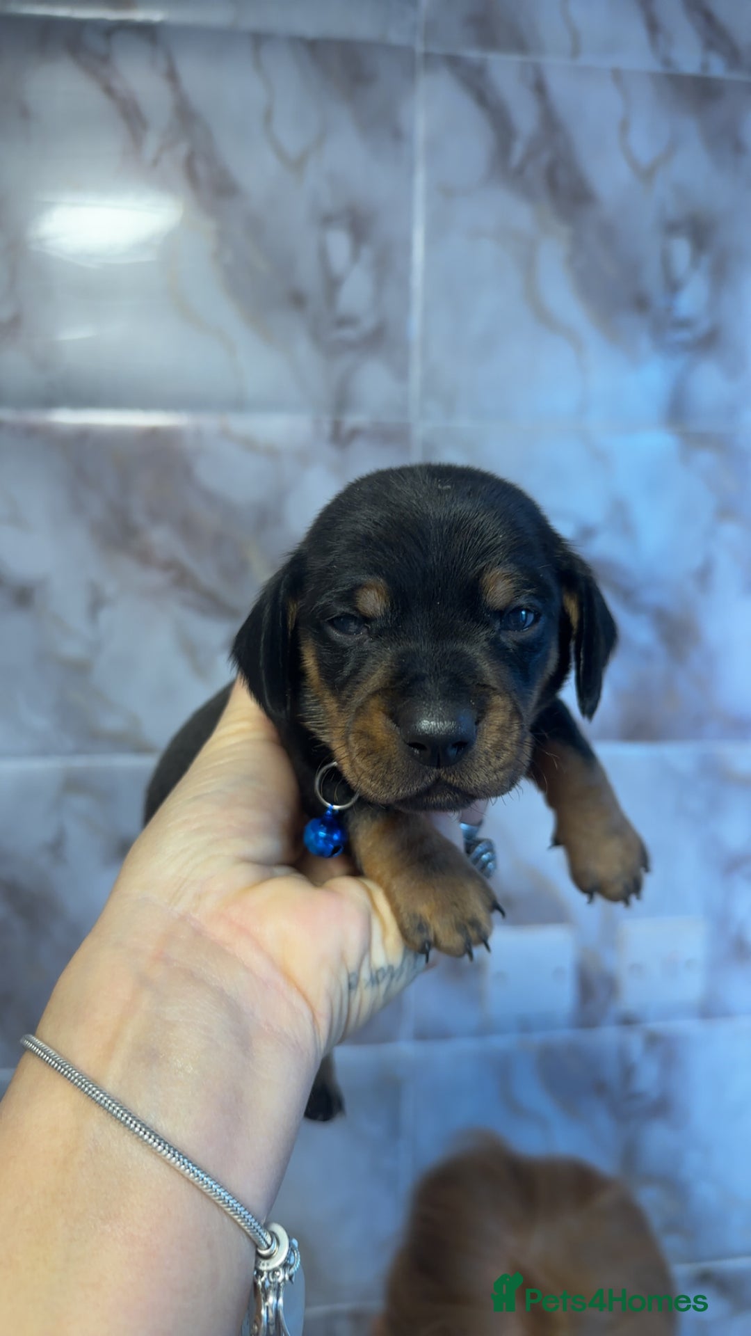 Dachshund dogs for sale: Lovely little Dashound puppies - Advert 10