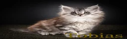 Maine Coon cats for sale: TICA-Registered Male Maine Coon Kittens - Advert 24