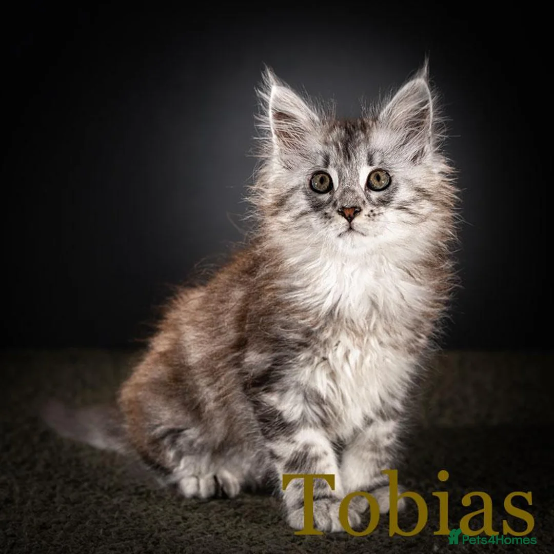Maine Coon cats for sale: TICA-Registered Male Maine Coon Kittens - Advert 24
