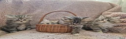 British Longhair cats for sale: Beautiful British kittens  - Advert 2