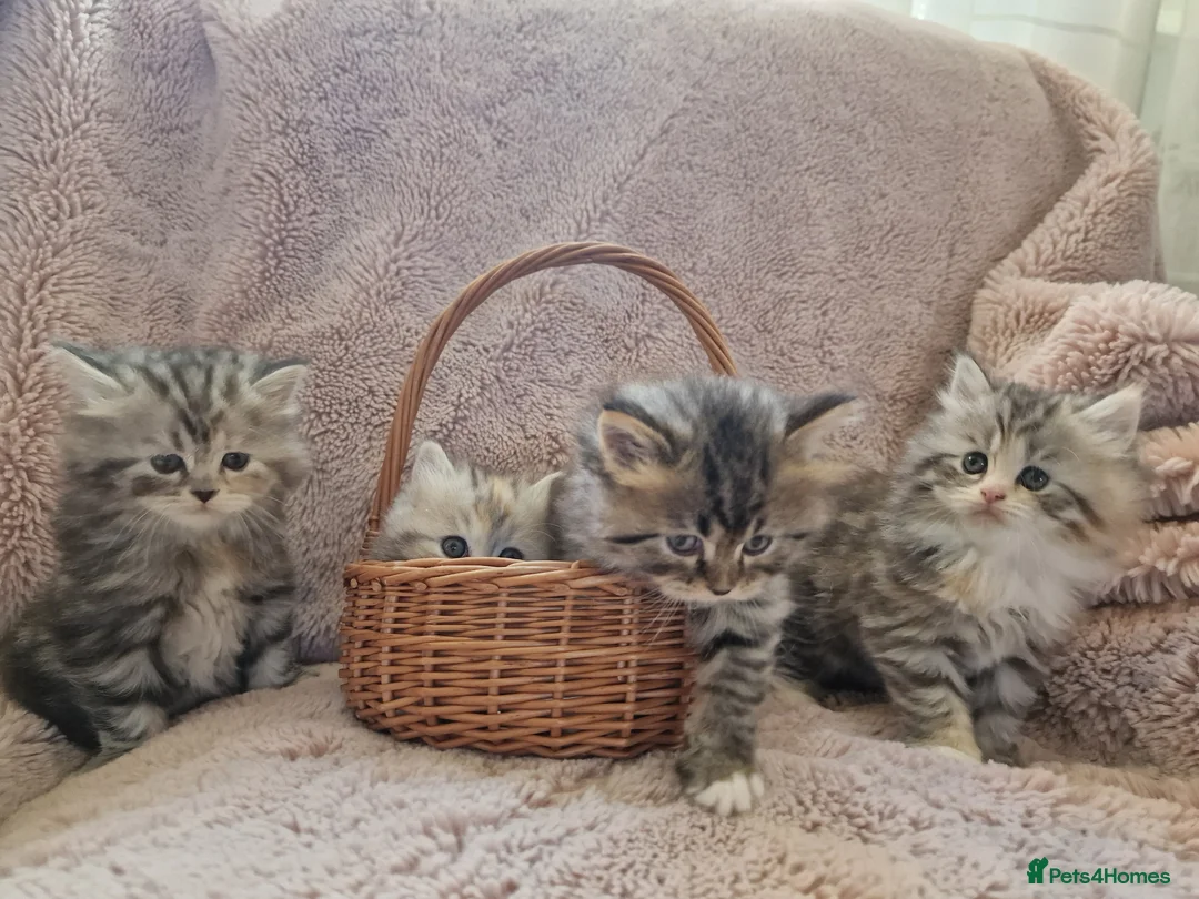 British Longhair cats for sale: Beautiful British kittens  - Advert 2