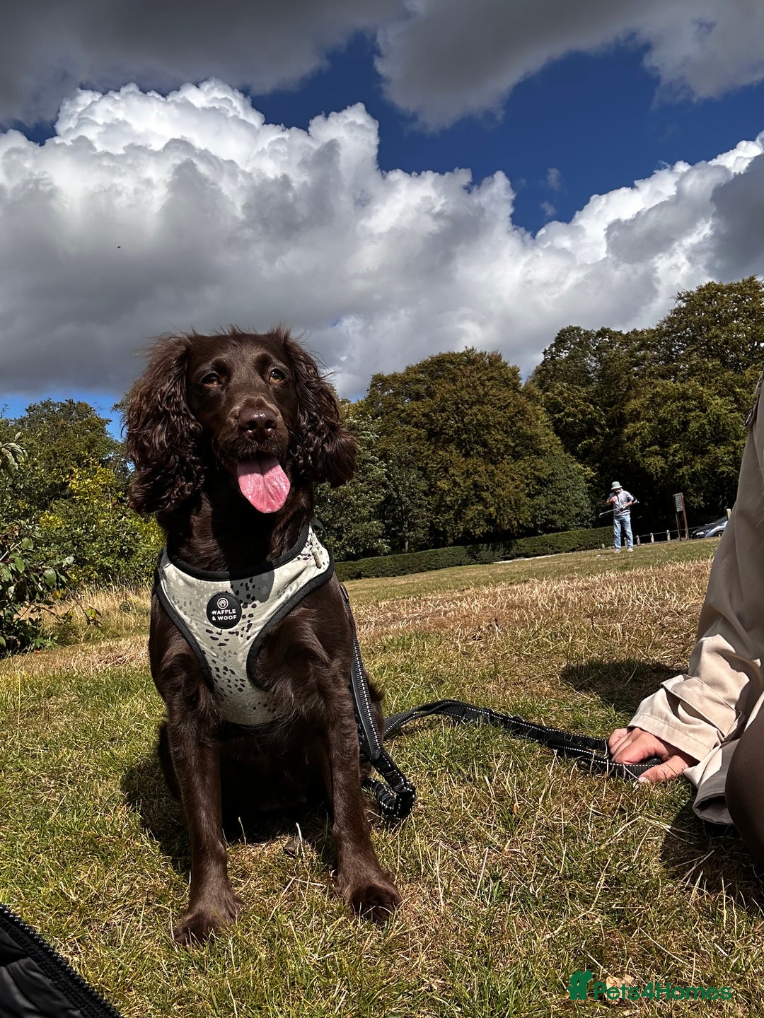 Cockapoo dogs for sale: F1B black cockapoo - Ready for home 25th December  - Advert 6
