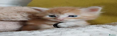 Maine Coon 2