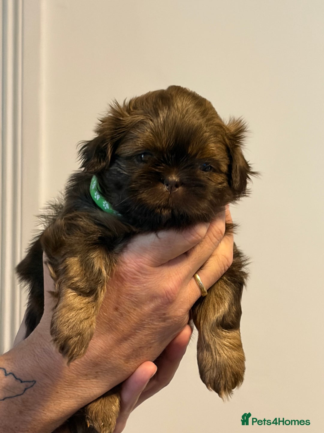 Shih Tzu dogs for sale: Imperial Shih Tzu  - Advert 2