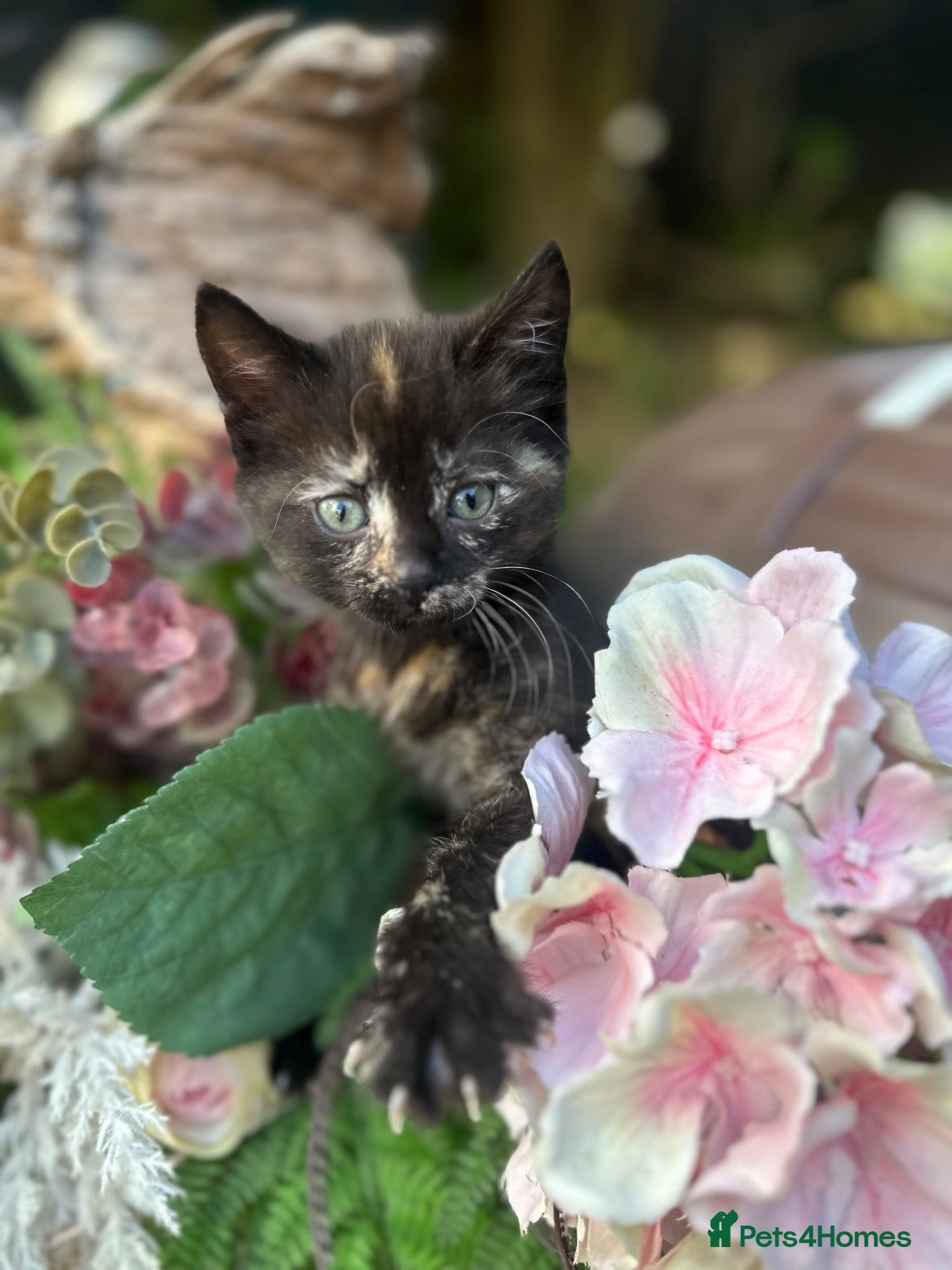 Mixed Breed cats Sphynx tortoiseshell mixed breed kittens - Advert 10
