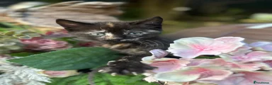 Mixed Breed Kitten 1