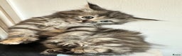 Maine Coon cats for sale: We have 4  sweet English Maine coon kittens❣️ - Advert 12