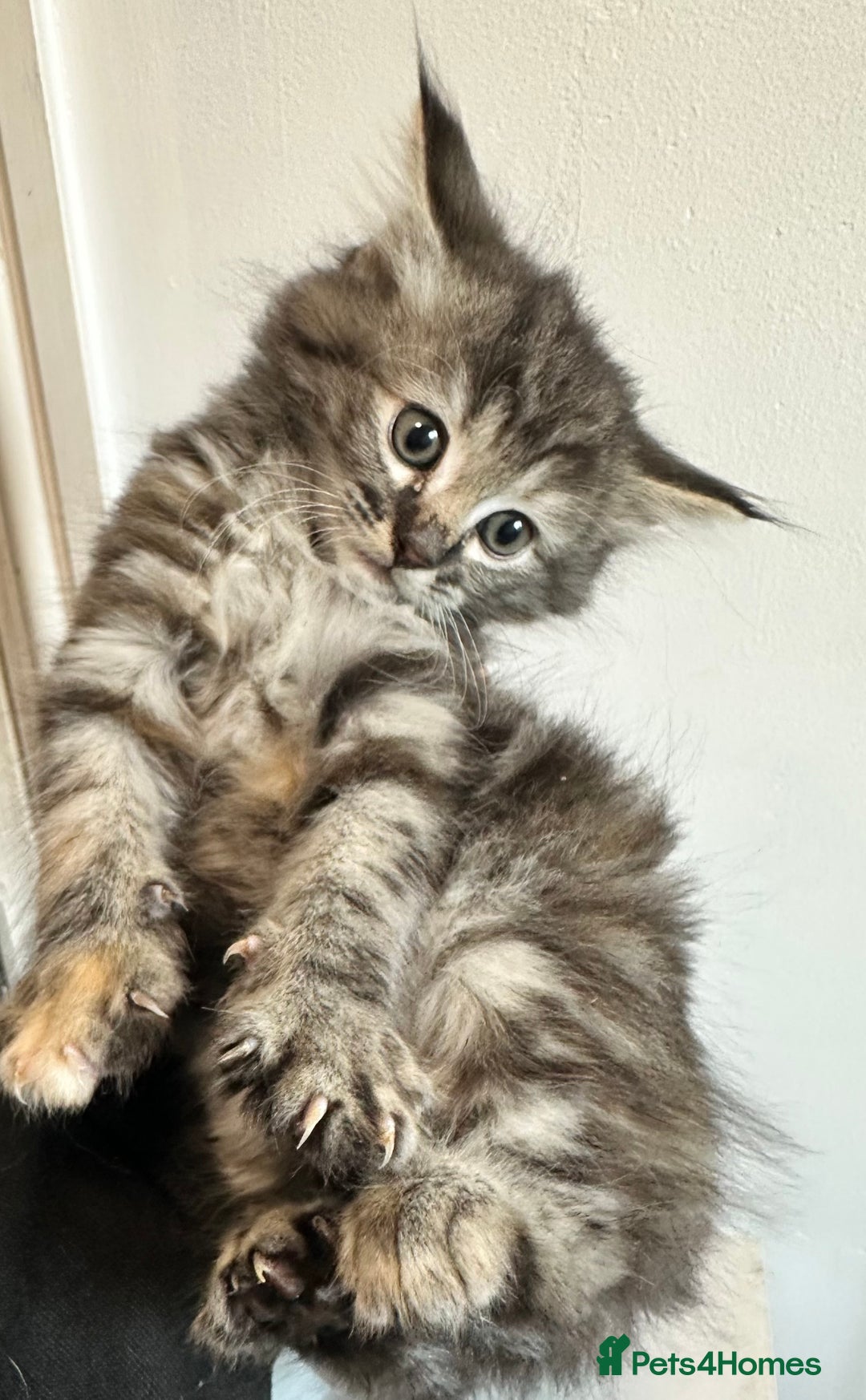 Maine Coon cats for sale: We have 4  sweet English Maine coon kittens❣️ - Advert 12