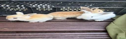 Mixed Breed rabbits for sale: English Spot cross Mini Lops in Ebbw Vale - Advert 10