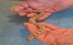 Snake reptiles for sale: CB 2025 Western Hognose snakes - Image 6