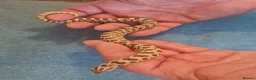 Snake reptiles for sale: CB 2025 Western Hognose snakes - Advert 6