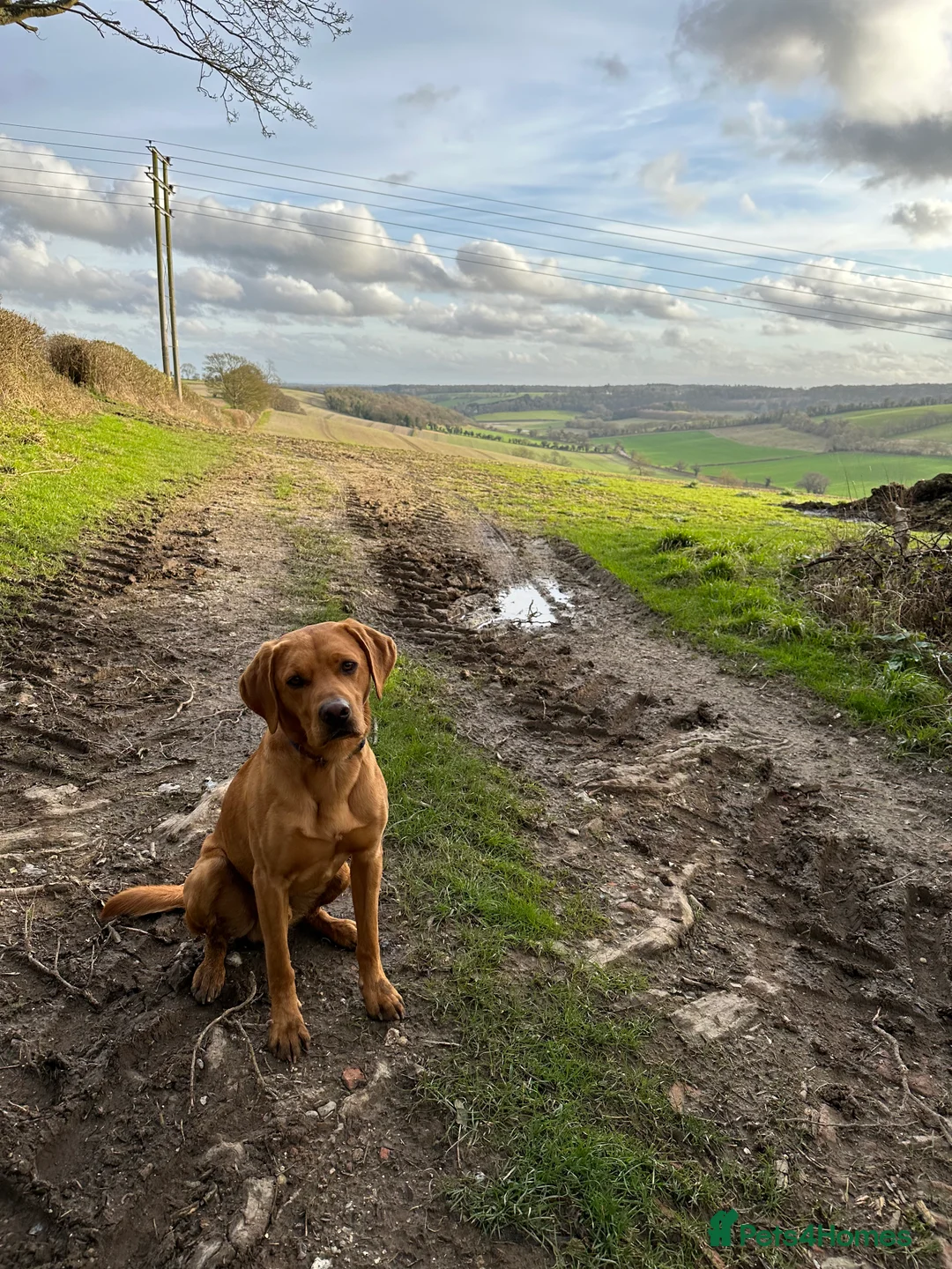 Labrador Retriever dogs for stud: 3 year old Fox Red Labrador Stud KC Registered  in Henley-on-Thames - Advert 10