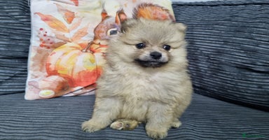 Pomeranian dogs - Advert 5