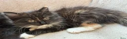 Mixed Breed cats for sale: Kittens for good homes - Advert 34