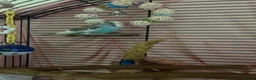 Budgerigars birds for sale: Female budgie for sale in Southampton - Advert 4