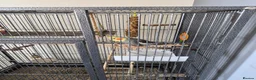 Cockatiels birds for sale: Cockateil for sale with cage  in Weston-super-Mare - Advert 3