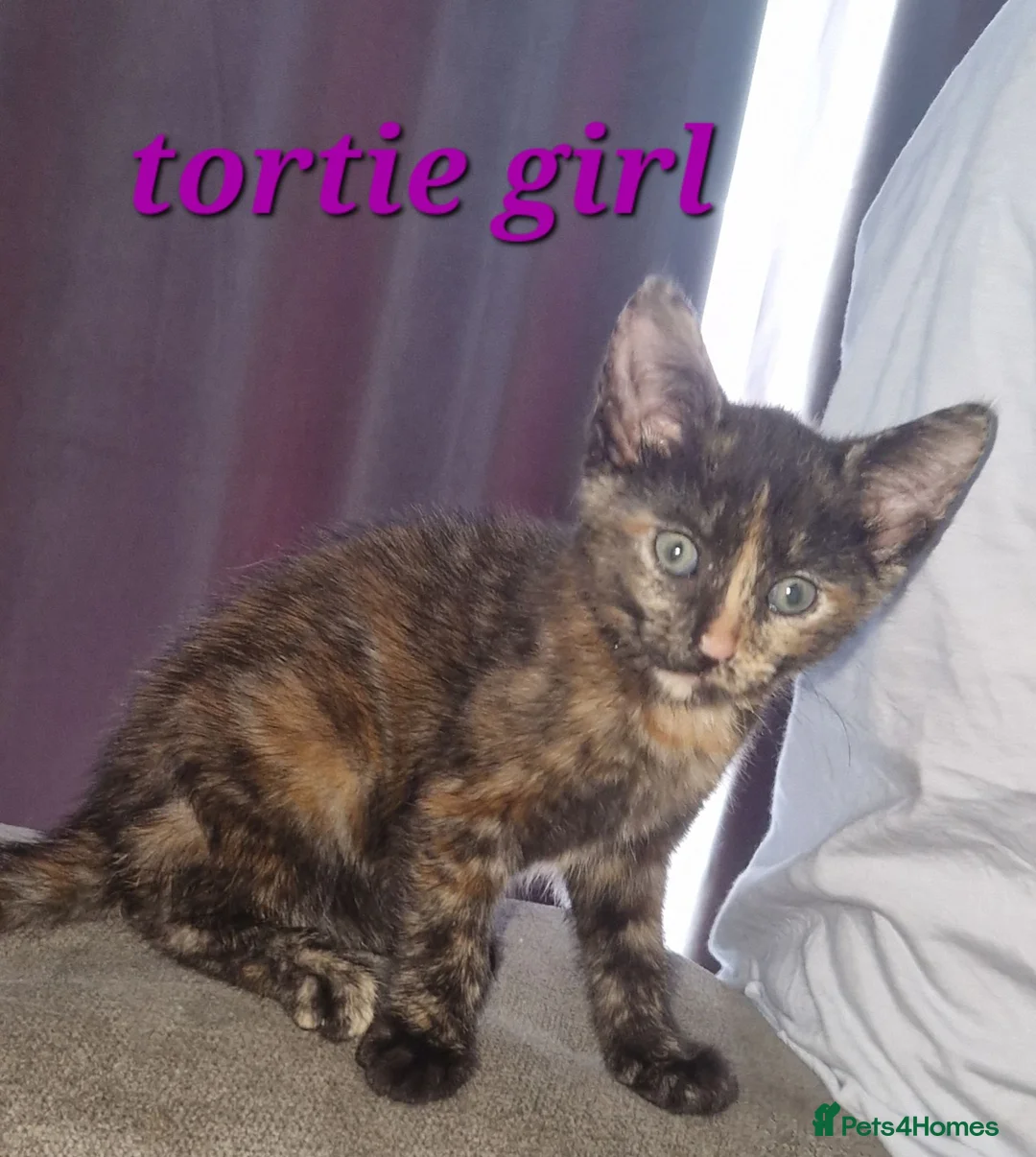 Mixed Breed cats for sale: Beautiful litter of kittens (READY NOW) - Advert 2
