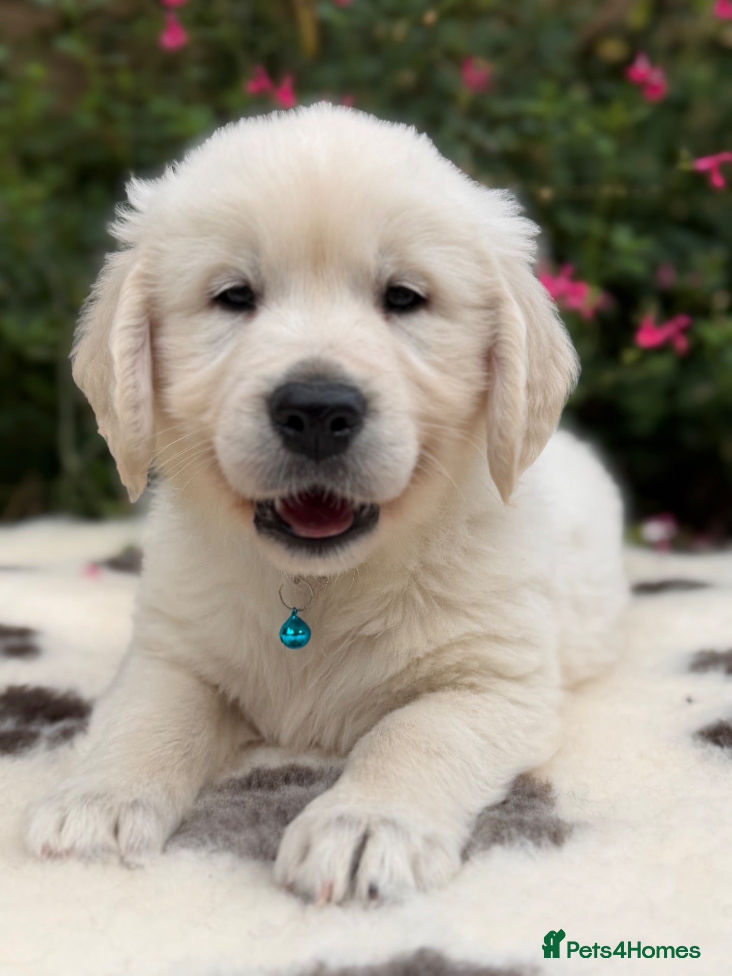 Golden Retriever dogs Beautiful KC Registered Golden Retriever Puppies - Advert 1