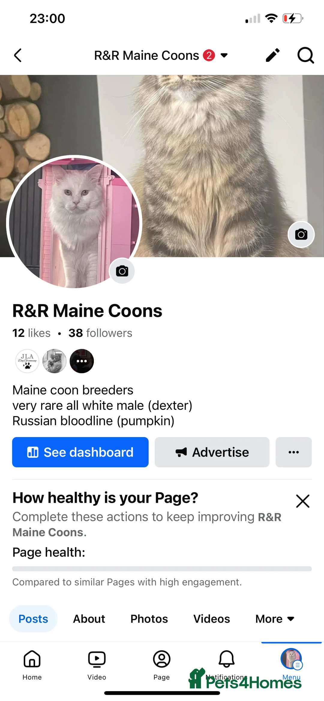 Maine Coon cats for stud: XXL Rare solid white Maine coon stud. in Wigan - Advert 3