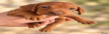 Hungarian Vizsla 4