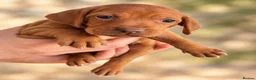 Hungarian Vizsla dogs for sale: 🐾 Beautiful Hungarian Vizsla Puppies For Sale 🐾 - Advert 8