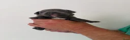 Staffordshire Bull Terrier dogs for sale: KC staffy puppies Available - Advert 9