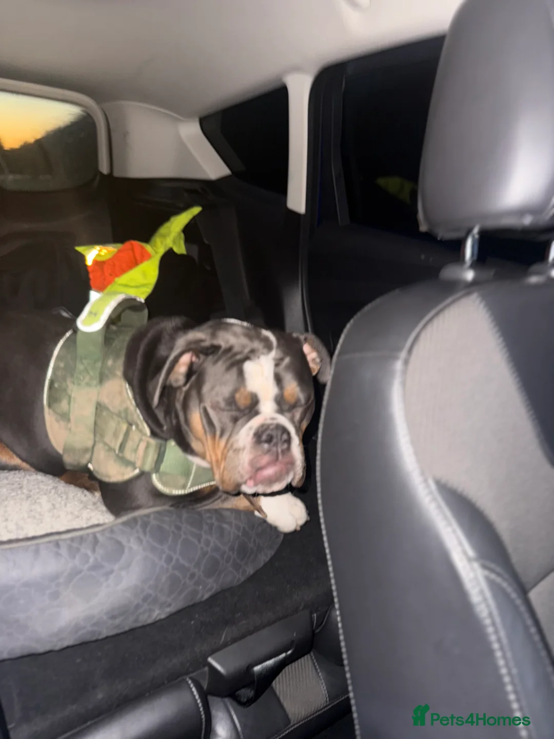 Olde English Bulldogge dogs for sale: 12 month old olde English bulldoggue  - Advert 11