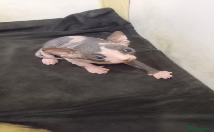 Sphynx cats - Advert 2