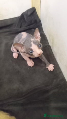 Sphynx cats - Advert 5