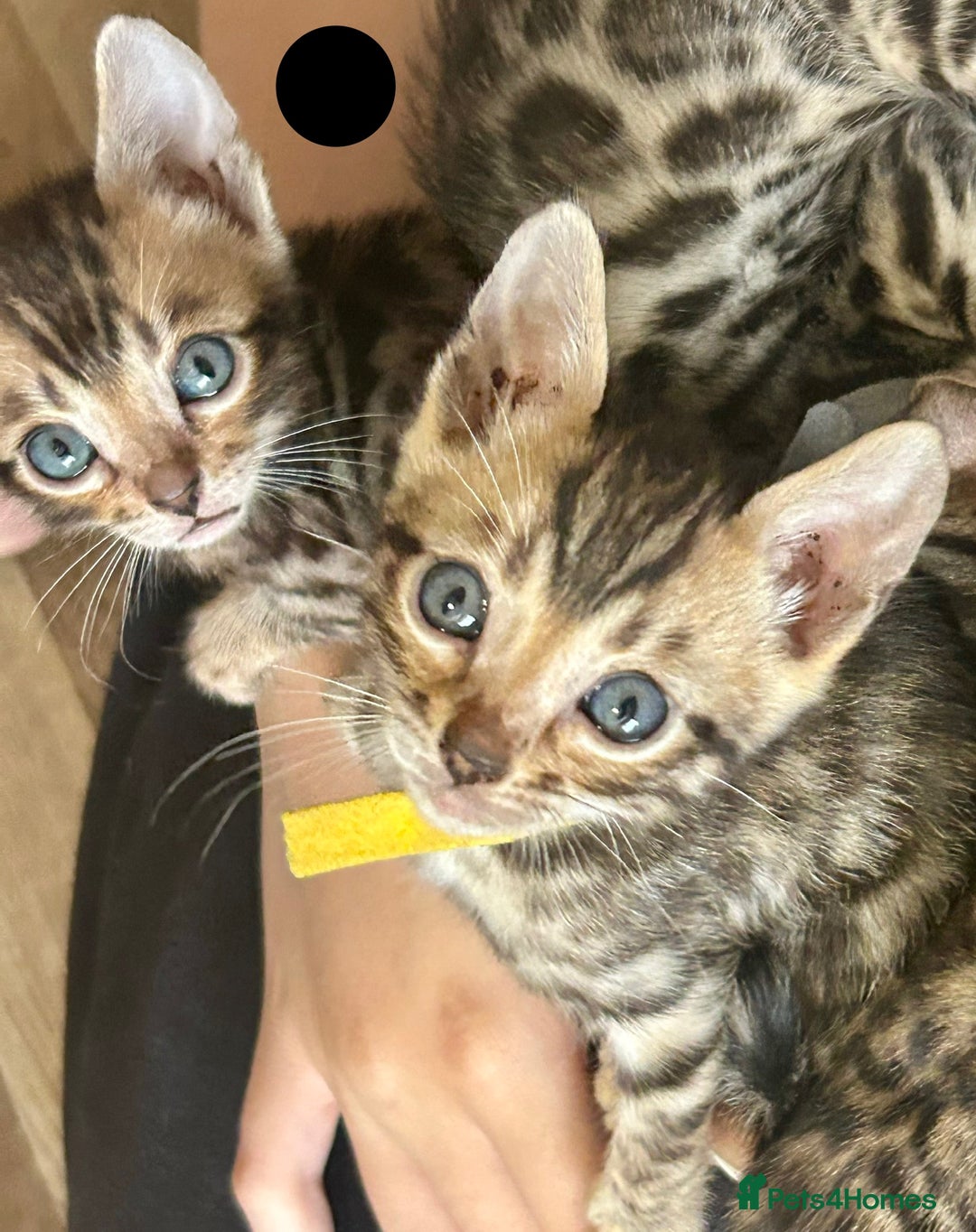 Bengal cats for sale: 6 Gorgeous Bengals kittens ready for reservation  - Image 13