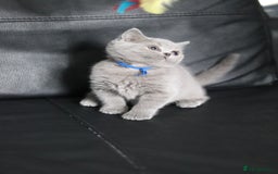 British Shorthair cats for sale: ✨️Outstanding GCCF Grand Chmp Line BSH ❤️ - Image 15