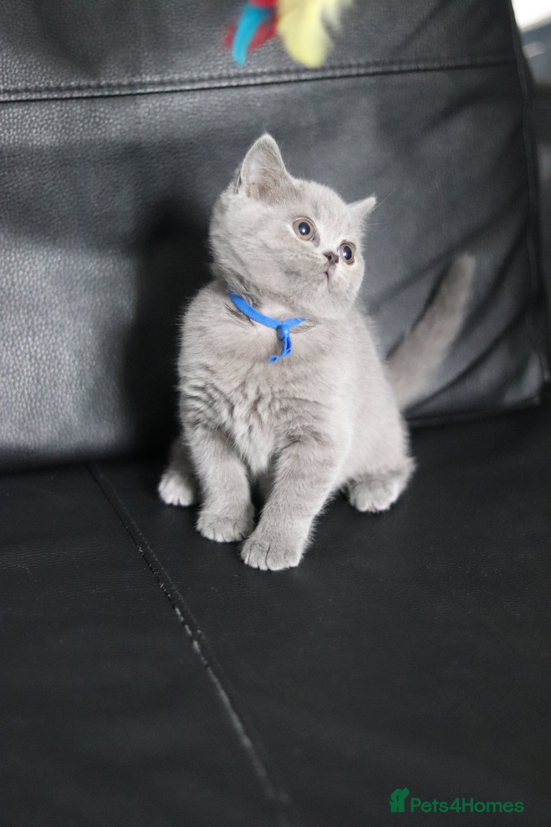 British Shorthair cats for sale: ✨️Outstanding GCCF Grand Chmp Line BSH ❤️ - Image 15