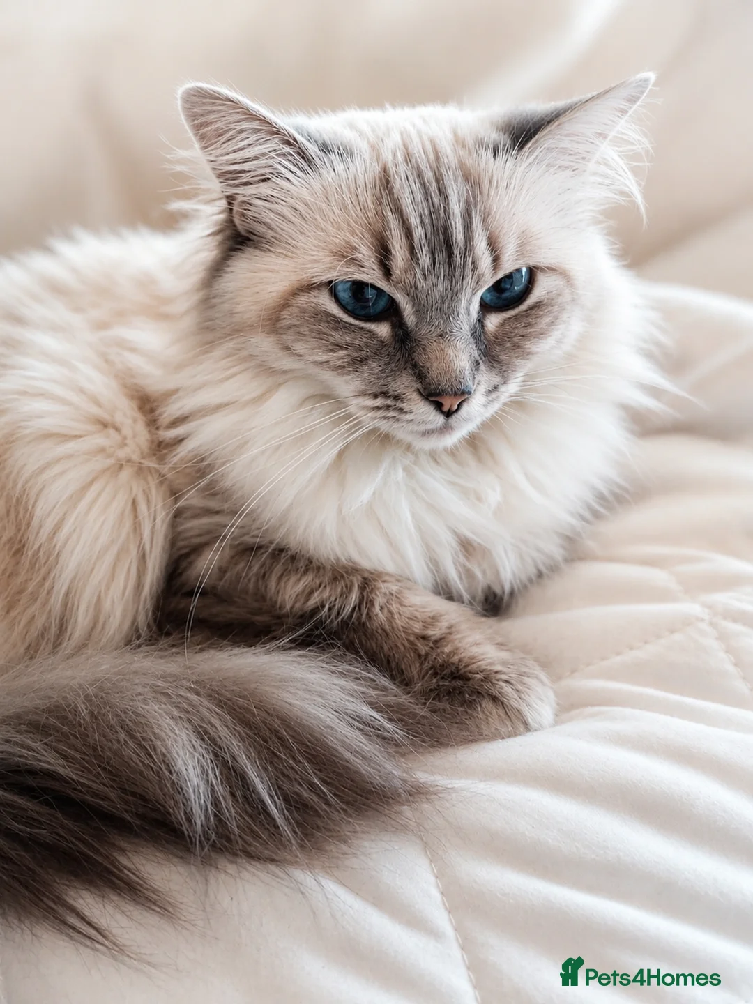 Ragdoll cats for sale: Flamepoint Tica Active Ragdoll Cubs - Advert 7
